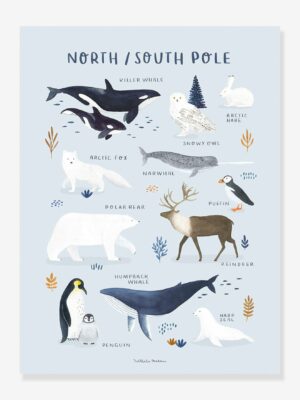 Lilipinso Kinderzimmer Poster „Living Earth“ Nordpol/Südpol LILIPINSO eis